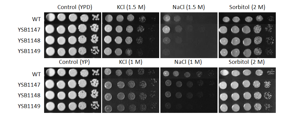 Osmotic stress phenotype for CNAG_05375T0