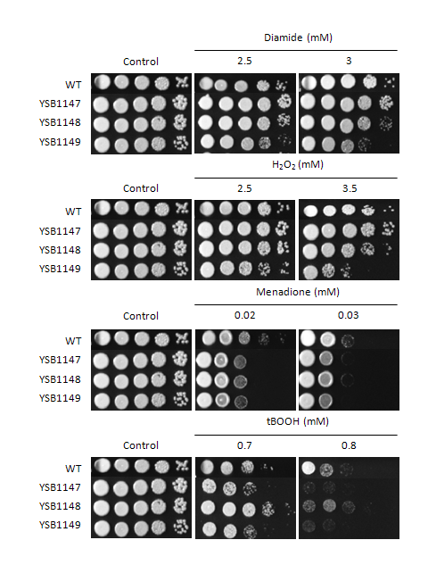 Oxidative stress phenotype for CNAG_05375T0