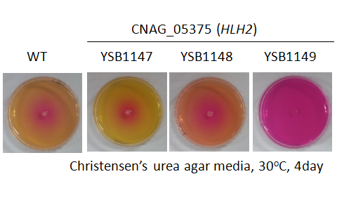 Urease phenotype for CNAG_05375T0