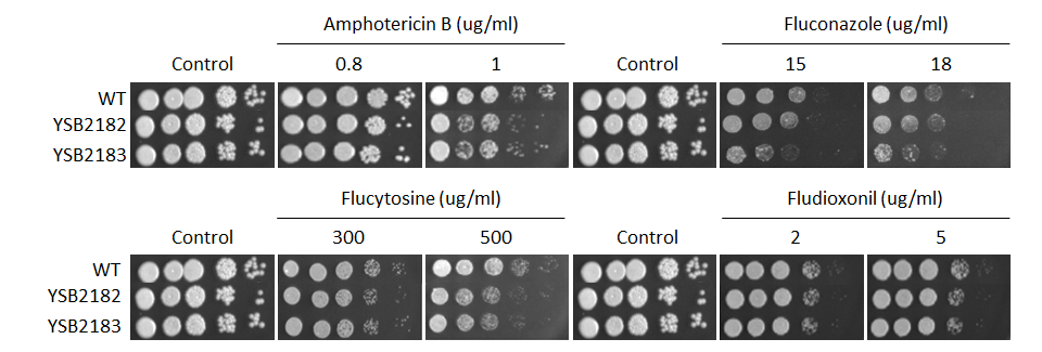 Antifungal drug susceptibility for CNAG_05380T0