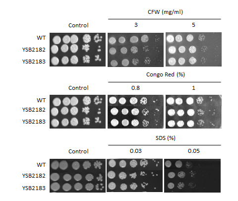 Cell wall stress phenotype for CNAG_05380T0