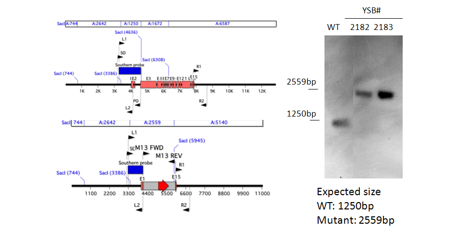 Gene disruption strategy for CNAG_05380T0