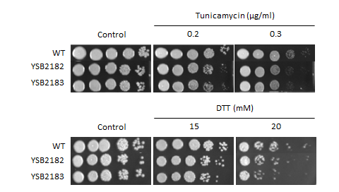ER stress phenotype for CNAG_05380T0