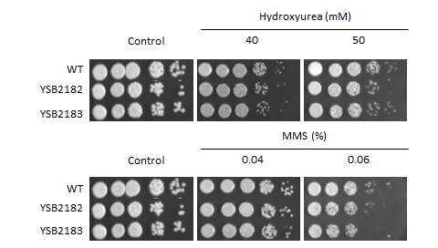 Genotoxic stress phenotype for CNAG_05380T0