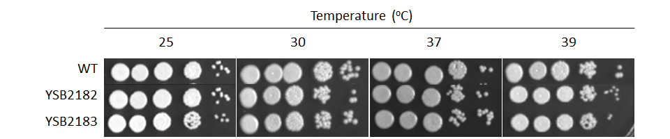Growth phenotype for CNAG_05380T0