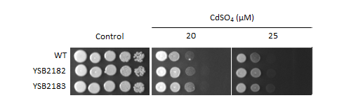 Heavy metal stress phenotype for CNAG_05380T0