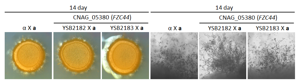 Mating phenotype for CNAG_05380T0