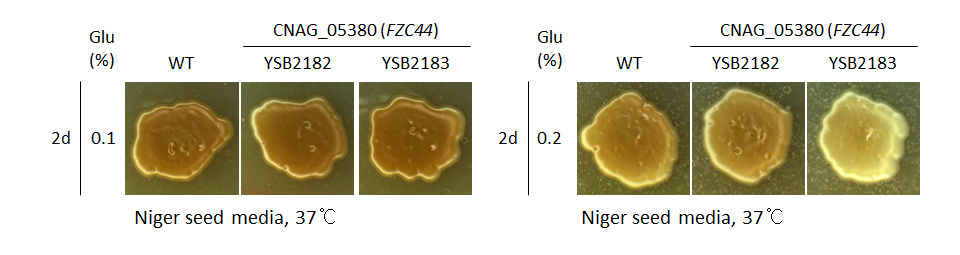 Melanin phenotype for CNAG_05380T0