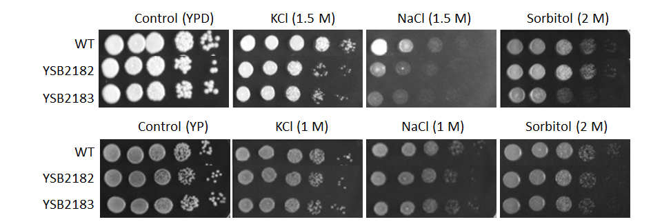 Osmotic stress phenotype for CNAG_05380T0