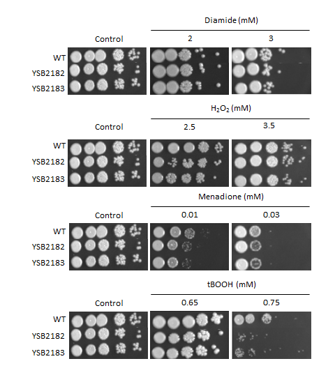 Oxidative stress phenotype for CNAG_05380T0