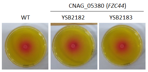 Urease phenotype for CNAG_05380T0