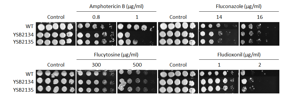 Antifungal drug susceptibility for CNAG_05392T0