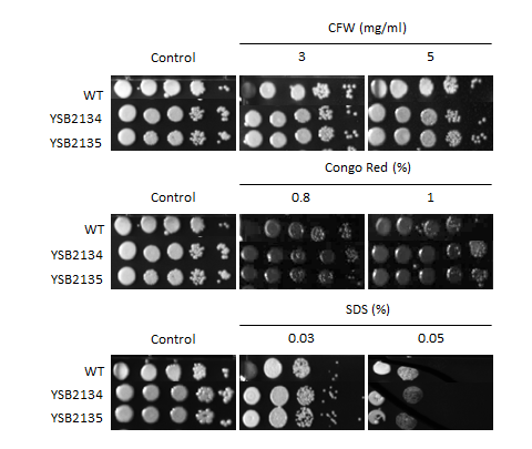 Cell wall stress phenotype for CNAG_05392T0