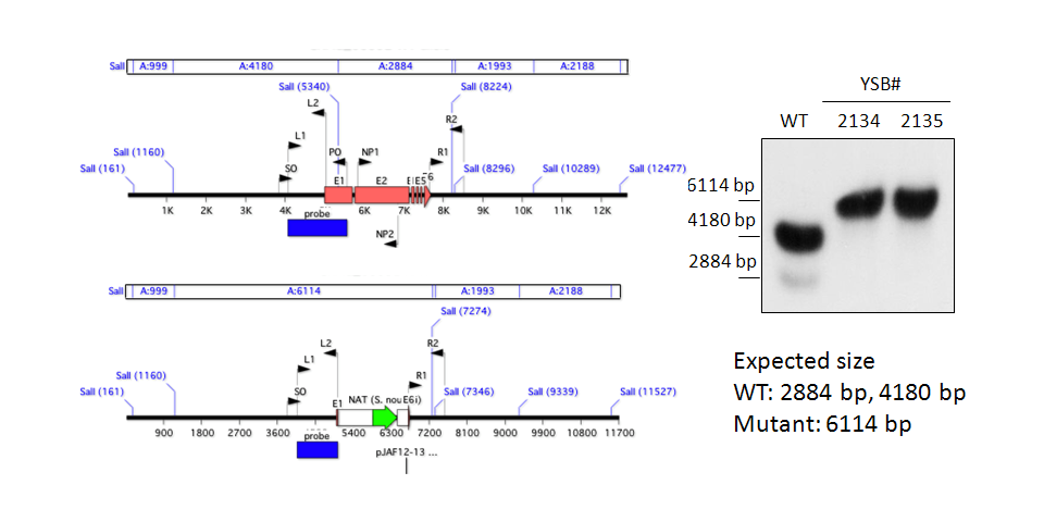 Gene disruption strategy for CNAG_05392T0