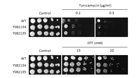 ER stress phenotype for CNAG_05392T0