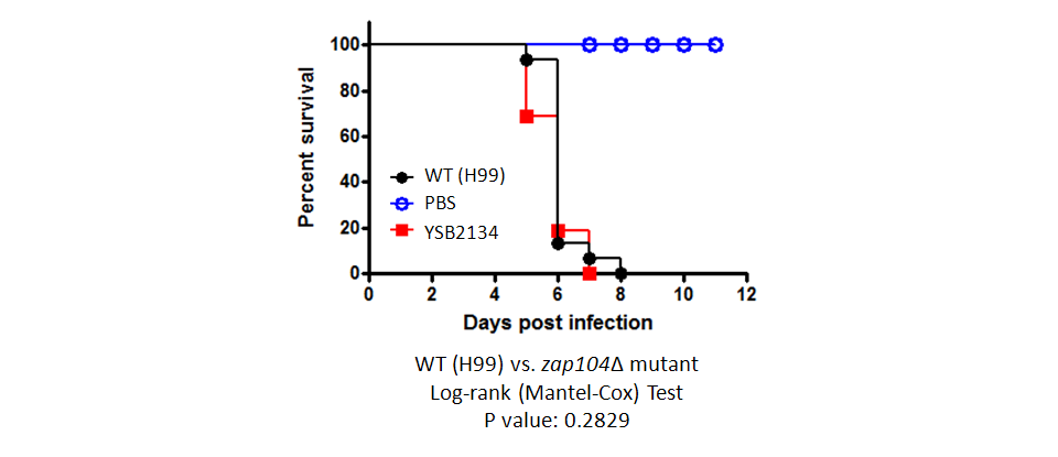 Galleria mellonella virulence data for CNAG_05392T0