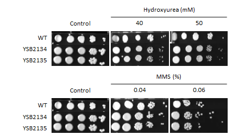 Genotoxic stress phenotype for CNAG_05392T0