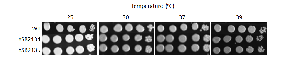 Growth phenotype for CNAG_05392T0