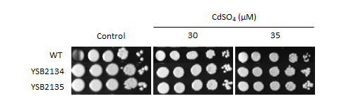 Heavy metal stress phenotype for CNAG_05392T0