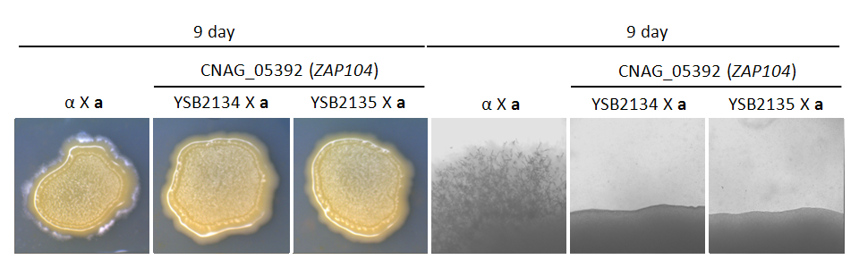 Mating phenotype for CNAG_05392T0
