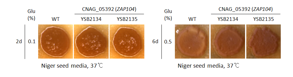 Melanin phenotype for CNAG_05392T0