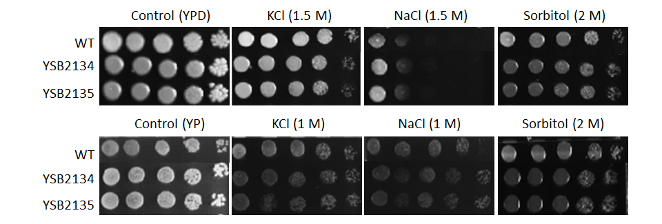 Osmotic stress phenotype for CNAG_05392T0