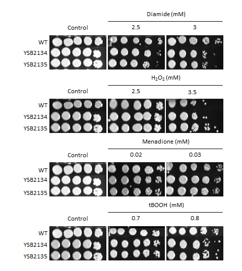 Oxidative stress phenotype for CNAG_05392T0