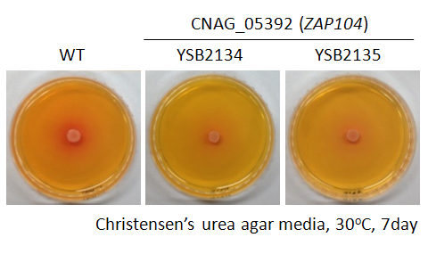 Urease phenotype for CNAG_05392T0