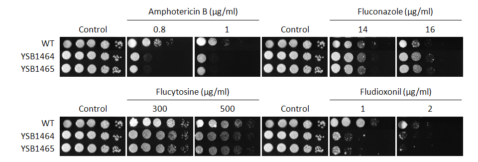 Antifungal drug susceptibility for CNAG_05420T0