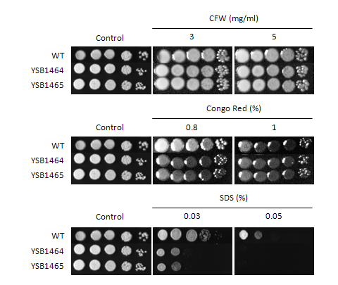 Cell wall stress phenotype for CNAG_05420T0