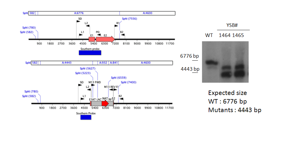 Gene disruption strategy for CNAG_05420T0