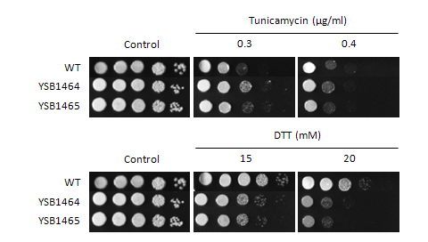 ER stress phenotype for CNAG_05420T0
