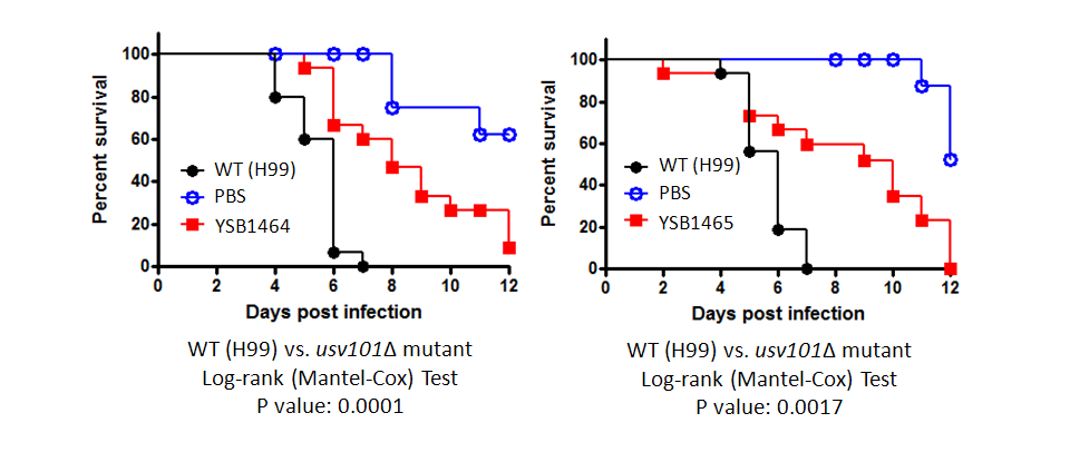 Galleria mellonella virulence data for CNAG_05420T0