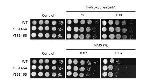 Genotoxic stress phenotype for CNAG_05420T0
