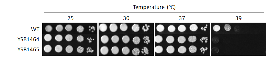Growth phenotype for CNAG_05420T0