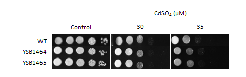 Heavy metal stress phenotype for CNAG_05420T0
