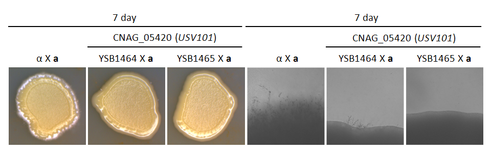 Mating phenotype for CNAG_05420T0