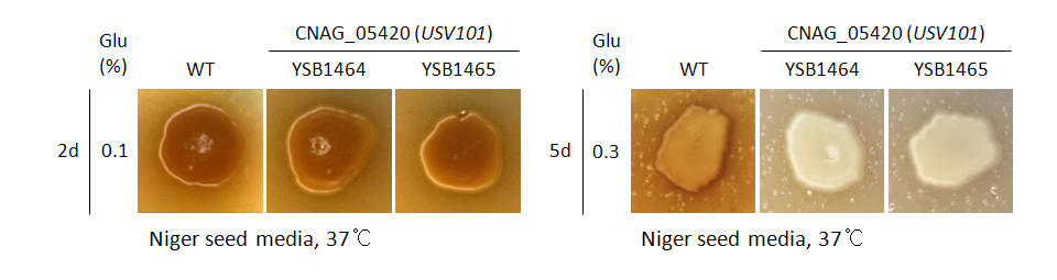 Melanin phenotype for CNAG_05420T0