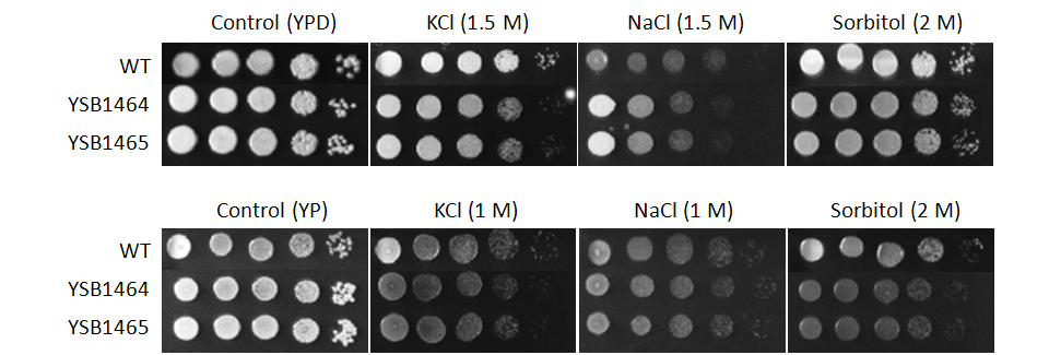 Osmotic stress phenotype for CNAG_05420T0