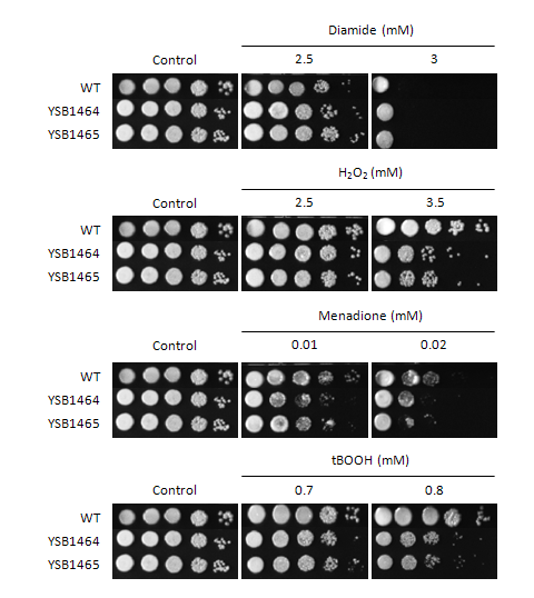 Oxidative stress phenotype for CNAG_05420T0