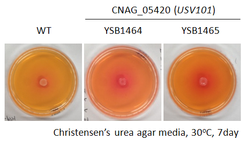 Urease phenotype for CNAG_05420T0