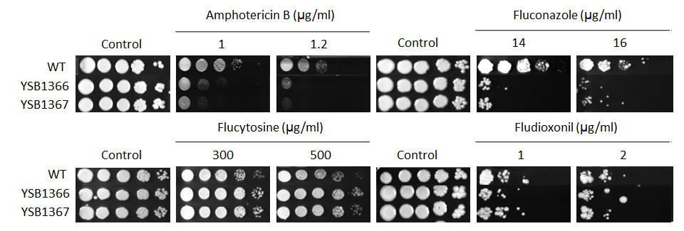 Antifungal drug susceptibility for CNAG_05431T0