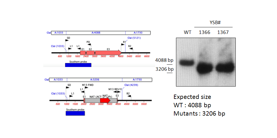 Gene disruption strategy for CNAG_05431T0