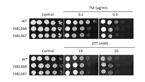 ER stress phenotype for CNAG_05431T0