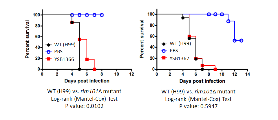Galleria mellonella virulence data for CNAG_05431T0