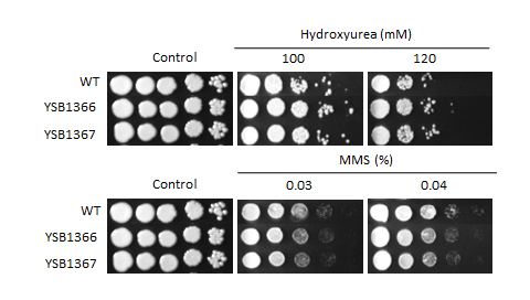 Genotoxic stress phenotype for CNAG_05431T0