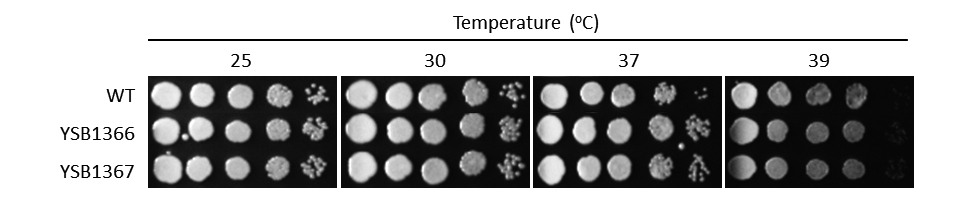 Growth phenotype for CNAG_05431T0