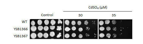 Heavy metal stress phenotype for CNAG_05431T0
