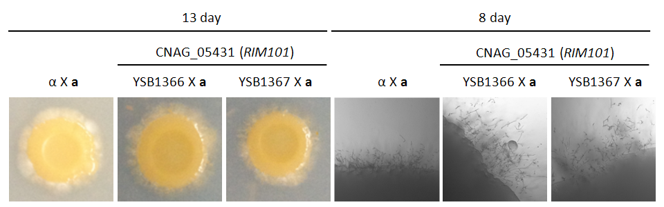 Mating phenotype for CNAG_05431T0