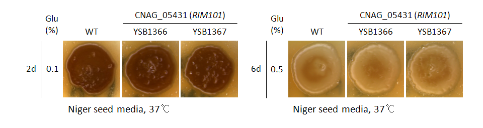Melanin phenotype for CNAG_05431T0